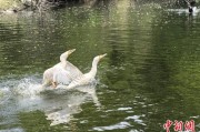 免费卜卦吉林：罕见白鸬鹚连续两年“故地重游”